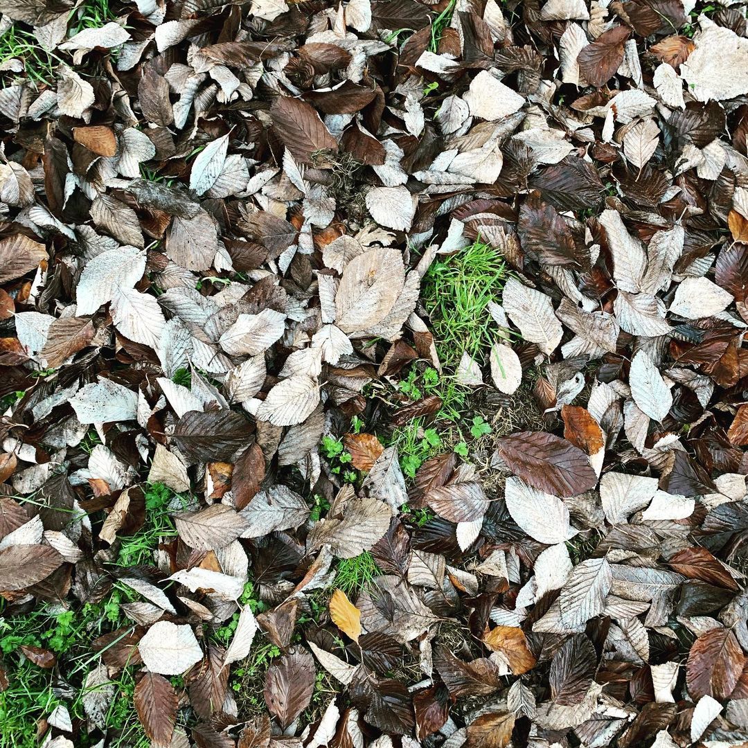 All the leaves are brown